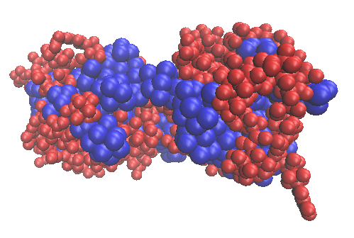 Figure 21: VDW represntation of hydrophobic and hydrophilic residues